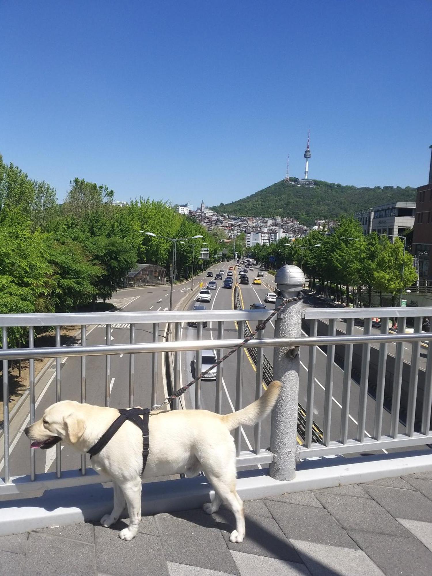 Newly Renovated 2 Bedroom Apartment #7 Seoul Exteriör bild