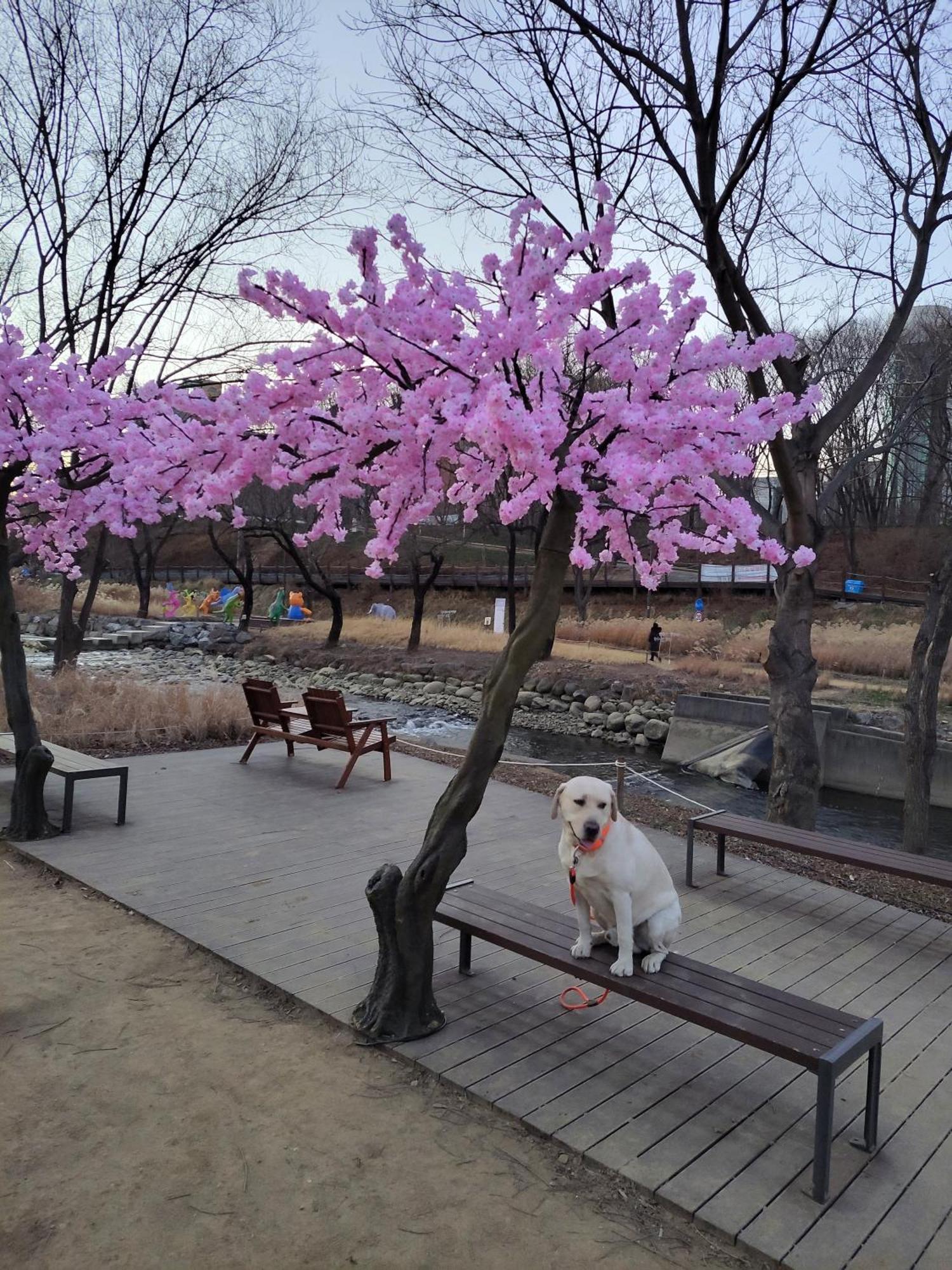 Newly Renovated 2 Bedroom Apartment #7 Seoul Exteriör bild
